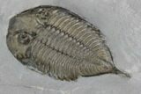 Dalmanites Trilobite Fossil - New York #99092-5